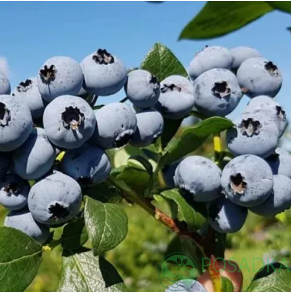 картинка Голубика 3 летняя Нельсон (контейнер С2) 