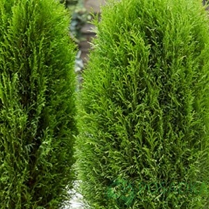 картинка Туя западная Totem Smaragd 