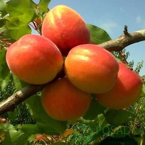 картинка Абрикос Пайве 