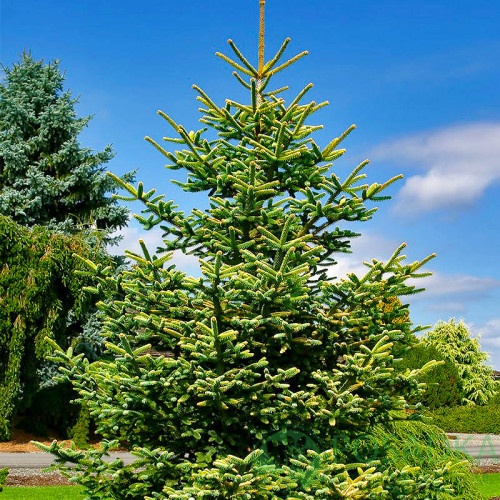 картинка Пихта испанская 