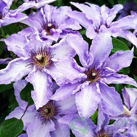 картинка Клематис Myosotis 