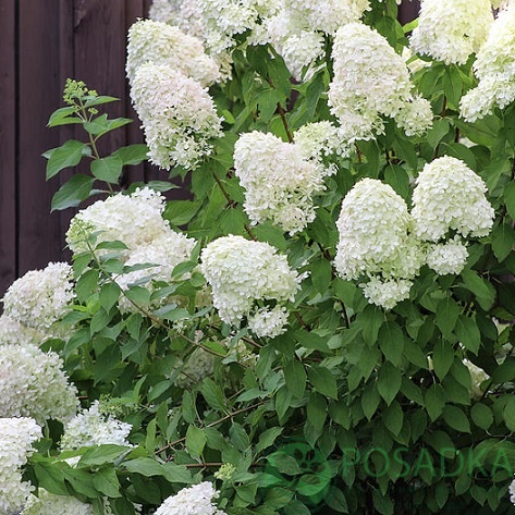 картинка Гортензия метельчатая Grandiflora 