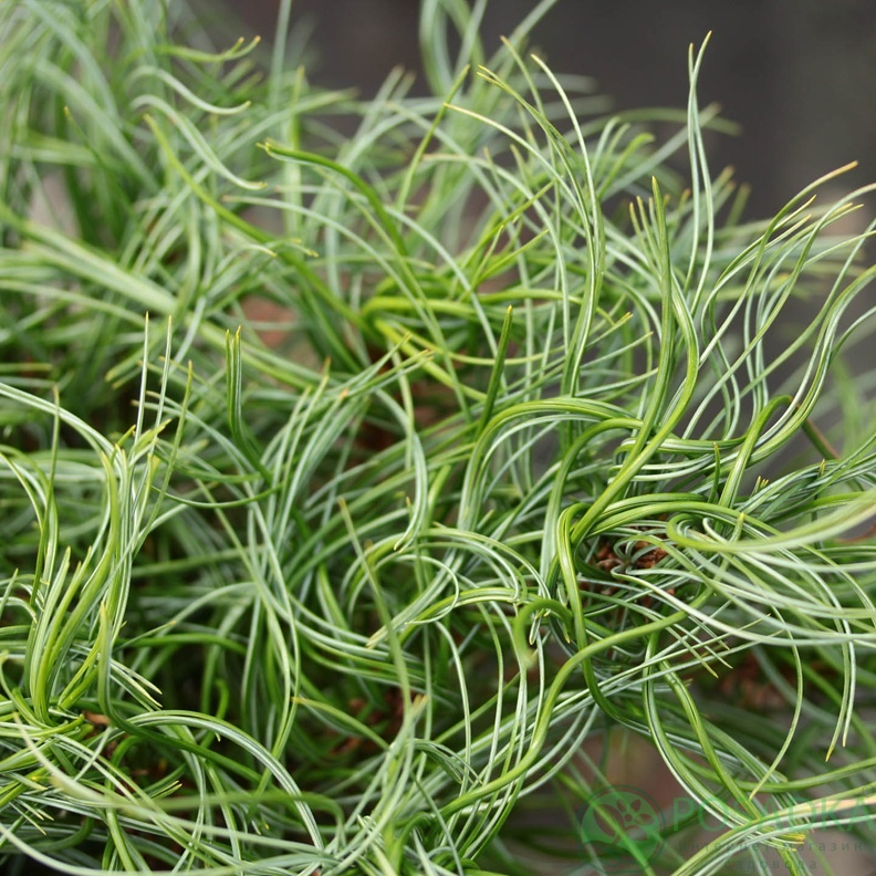 картинка Сосна веймутова Squiggles 