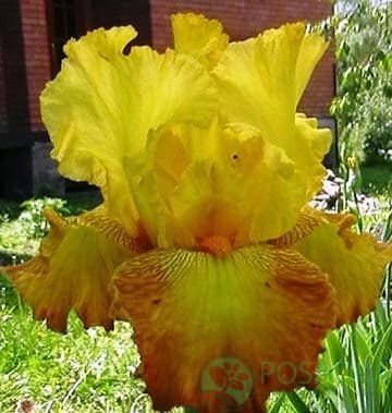 картинка Ирис бородатый Gold Lindor 