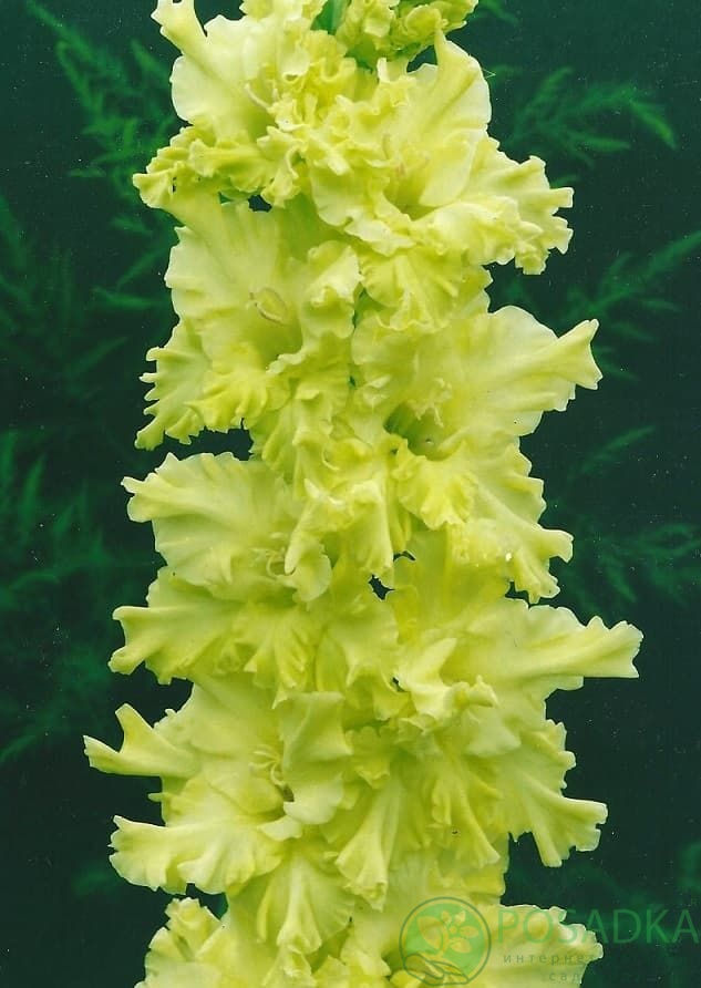 картинка Гладиолус Лучистая зелень 