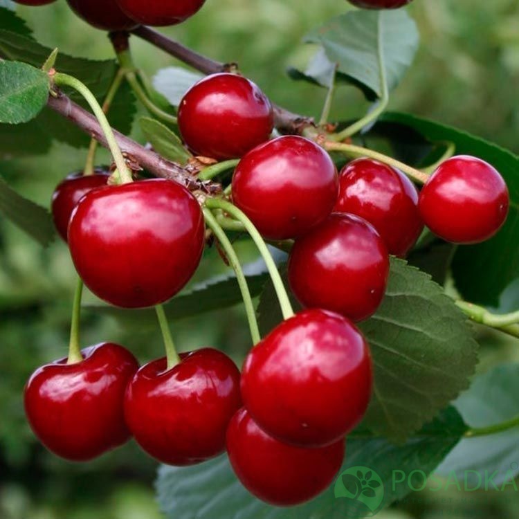 картинка Вишня Донецкий Великан 