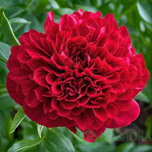 картинка Пион Eliza Lundy  картинка Пион Eliza Lundy