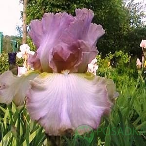 картинка Ирис germanica Wet on Wet 