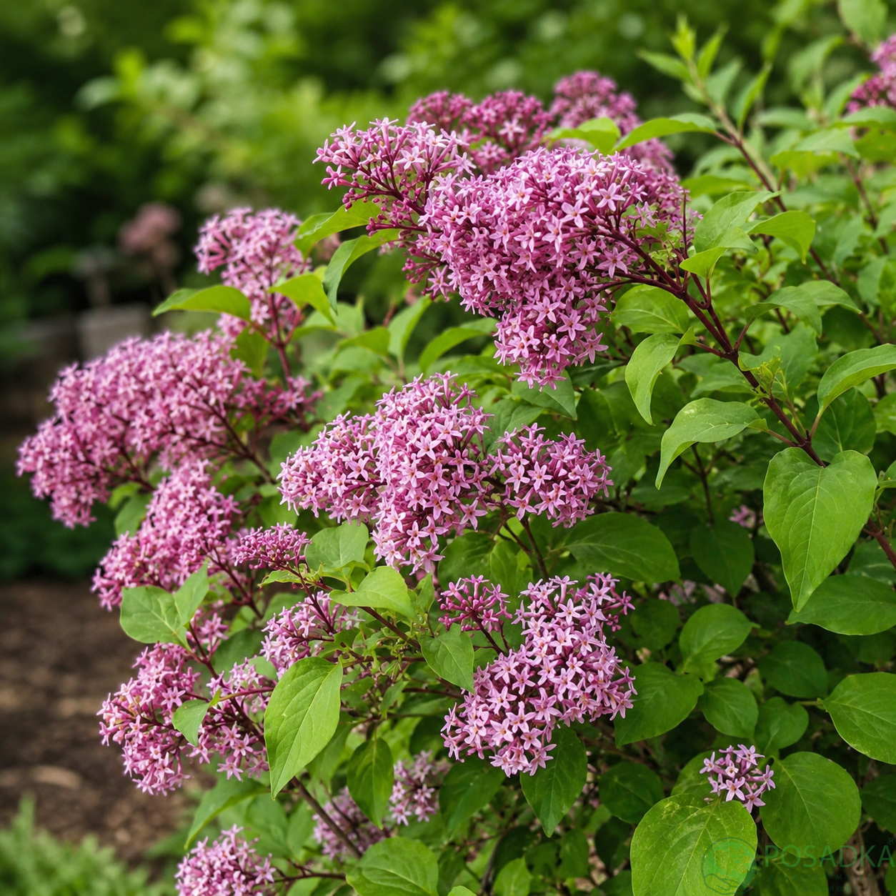 картинка Сирень Ред Пикси (Syringa Red Pixie) 