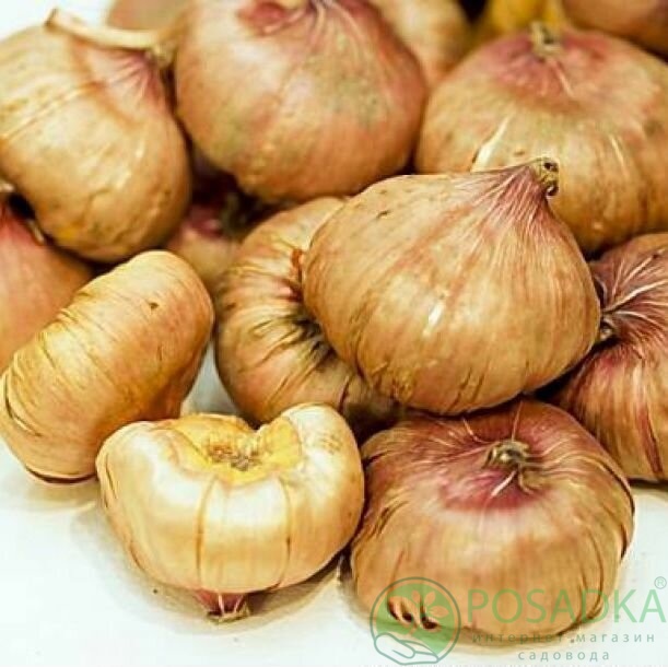 картинка Гладиолус Blue Isle 