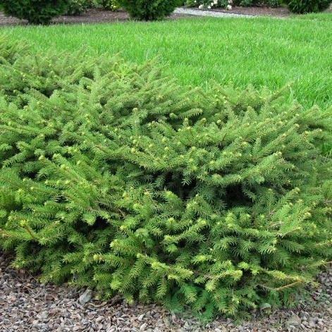 картинка Ель обыкновенная Прокумбенс 5л 