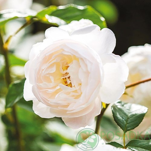 картинка Роза английская Транквилити С2 