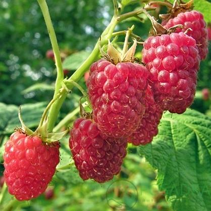 картинка Малина Моллинг Жуно 