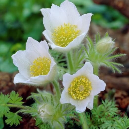 картинка Прострел сон-трава белая (Pulsatilla alba) 