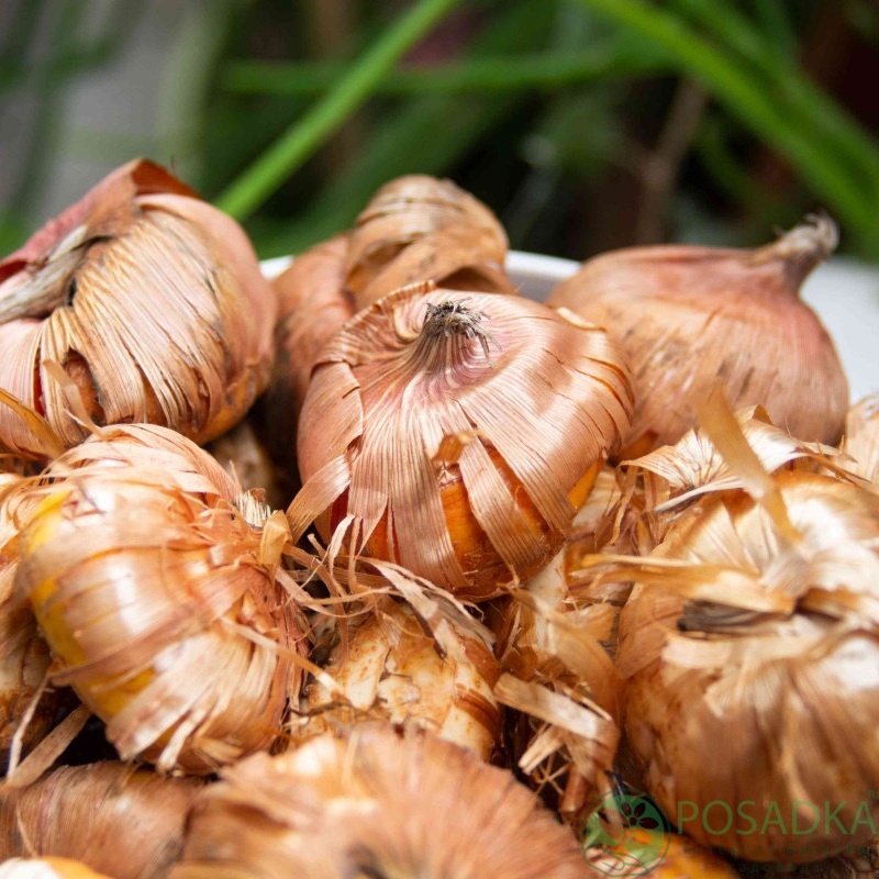 картинка Гладиолус Cherry Candy 