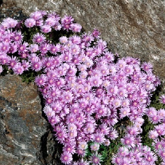 картинка Делосперма Sundella Lavender 