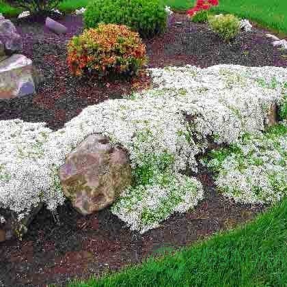 картинка Тимьян ранний Pygmaeus 