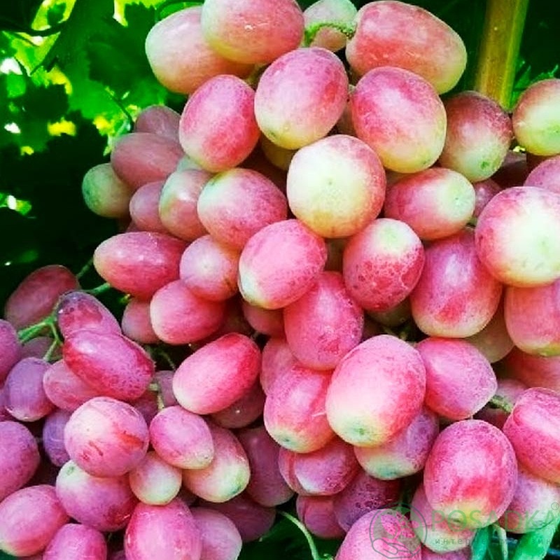 картинка Виноград Басанти  картинка Виноград Басанти