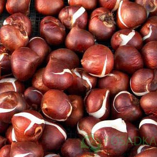 картинка Тюльпан Creme Upstar  картинка Тюльпан Creme Upstar