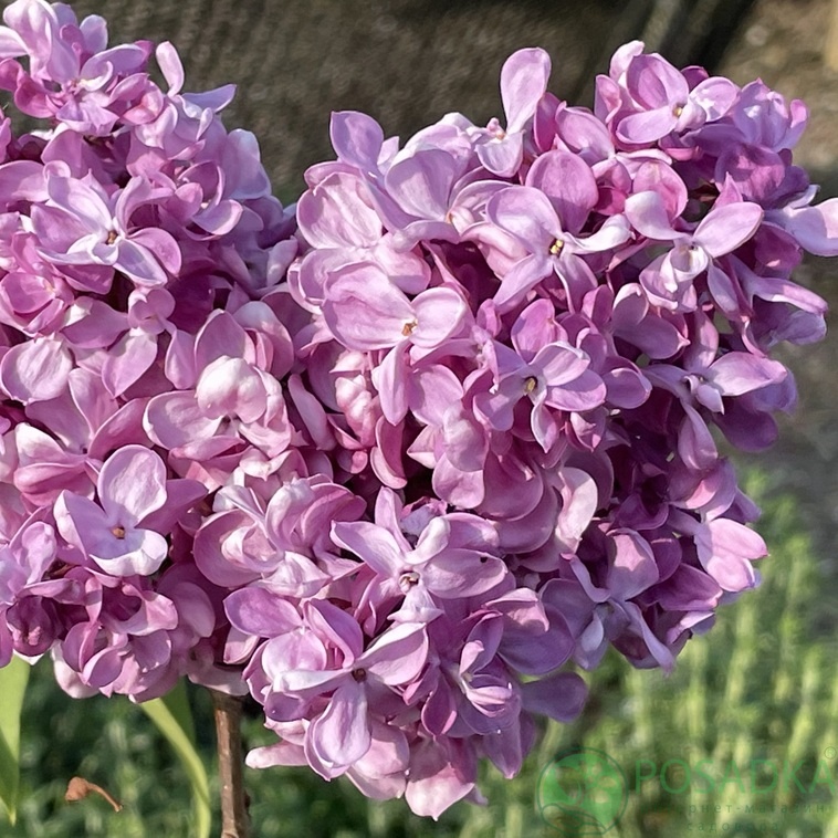 картинка Сирень Prince Wolkonsky 