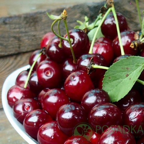 картинка Вишня Кантереноши 