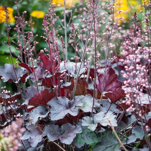 картинка Гейхера Rex Black 