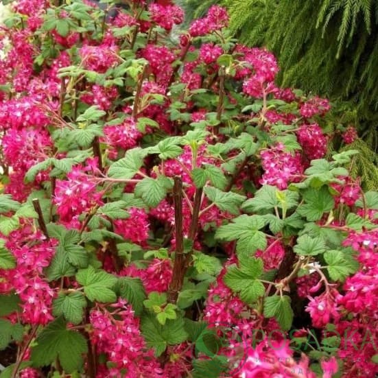 картинка Смородина кроваво-красная Кинг Эдвард 