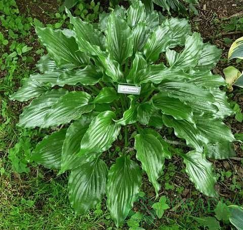 картинка Хоста Get Nekkid 