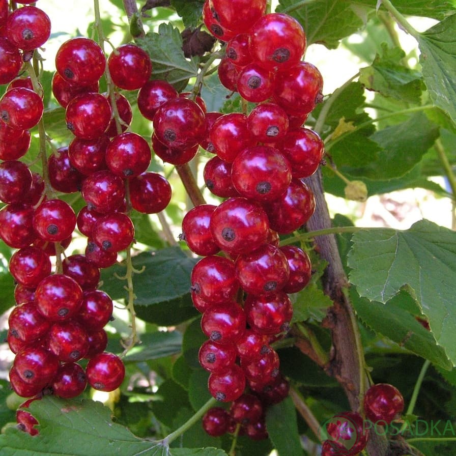 картинка Смородина красная Дана 