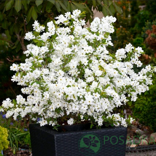 картинка Экзохорда Magical Springtime 