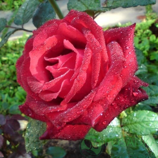 картинка Роза чайно-гибридная Гранд Гала 