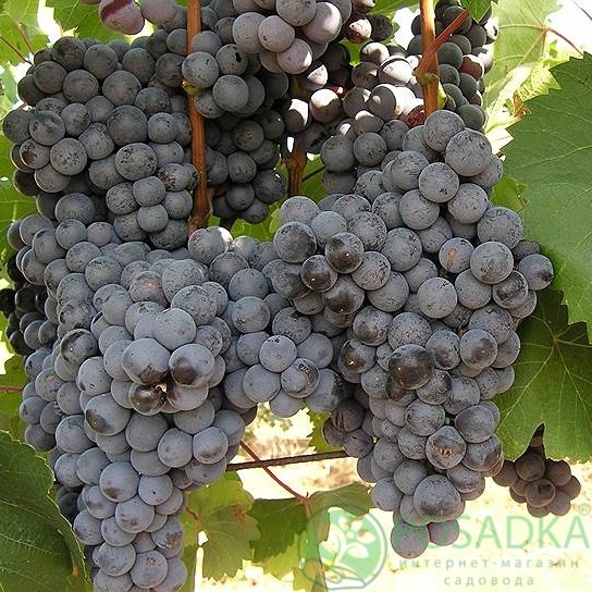 картинка Виноград Черный доктор (винный) 