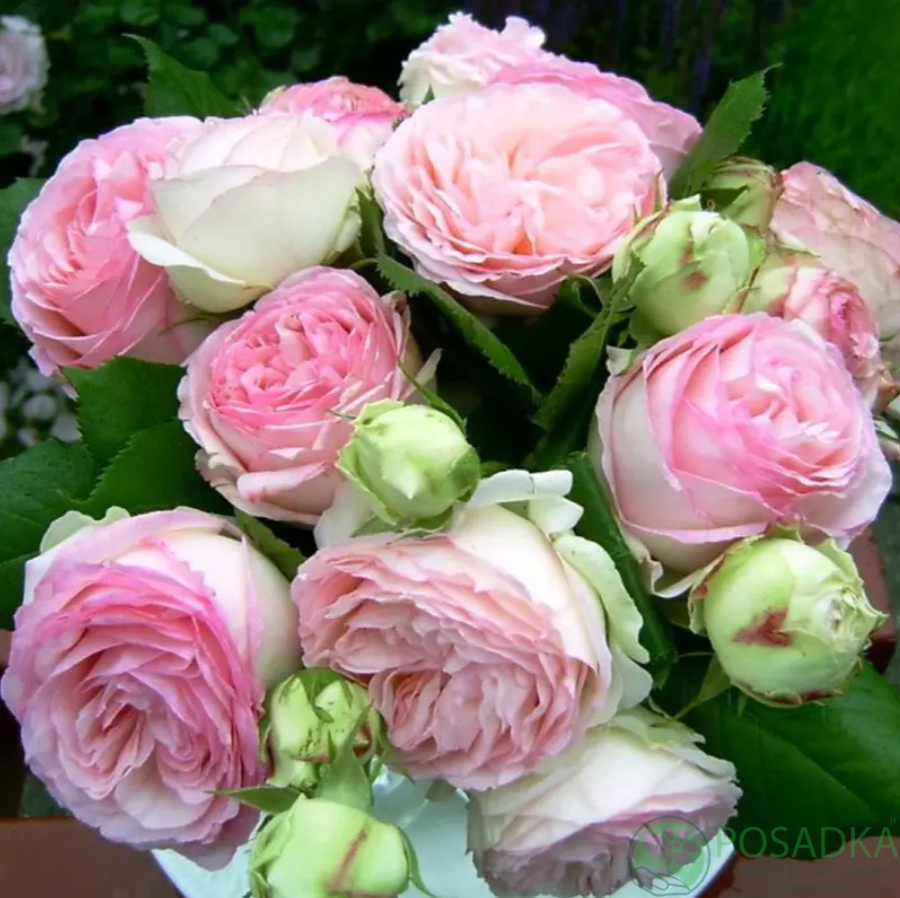 картинка Роза флорибунда Эден Романтика 