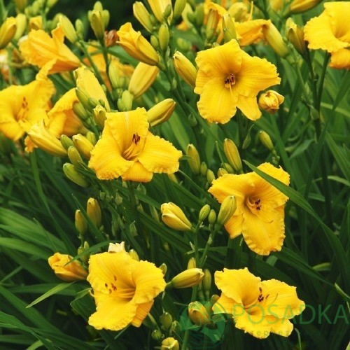 картинка Лилейник Bakabana 