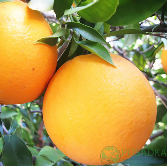 картинка Апельсин Аджарский (контейнер Р14) 