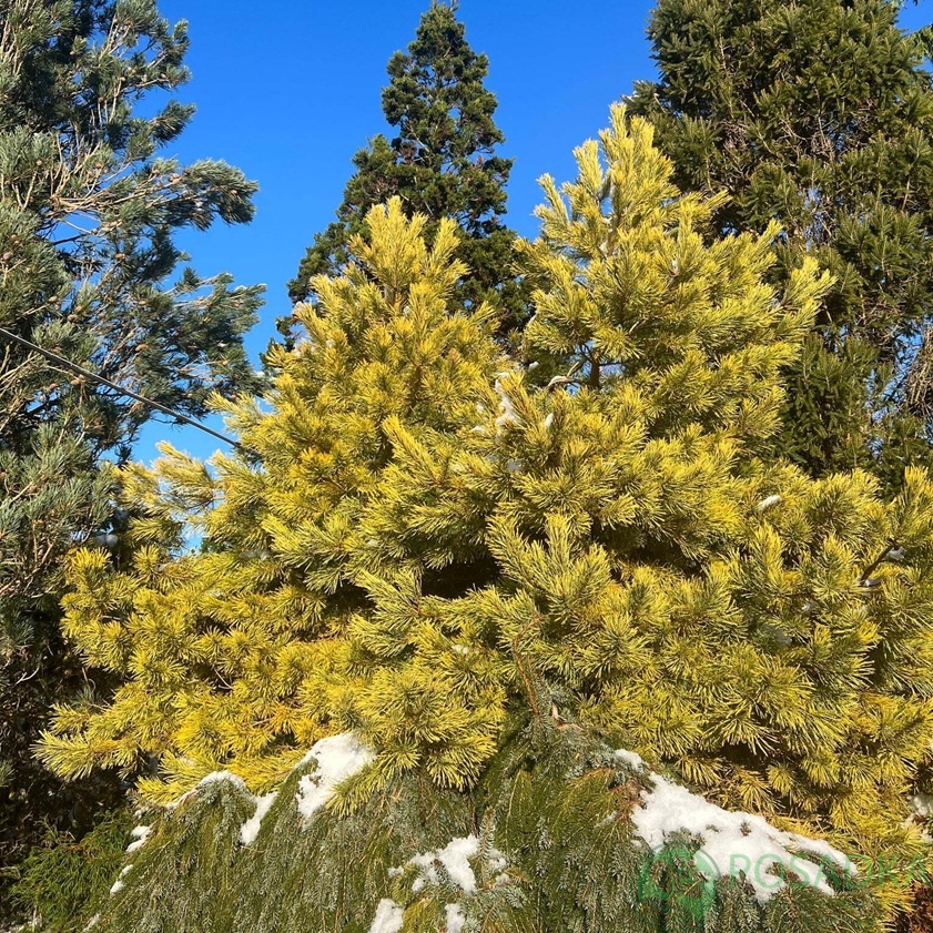 картинка Сосна обыкновенная Aurea С2 