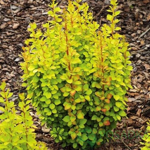 картинка Барбарис Тунберга Golden Rocket 