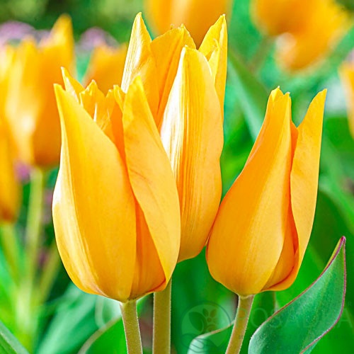 картинка Тюльпан Praestans Shogun 