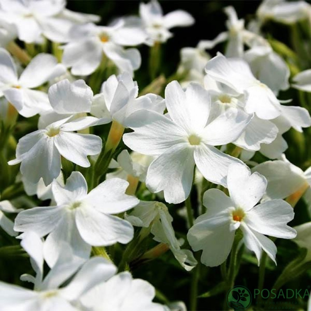 картинка Флокс шиловидный White Delight 