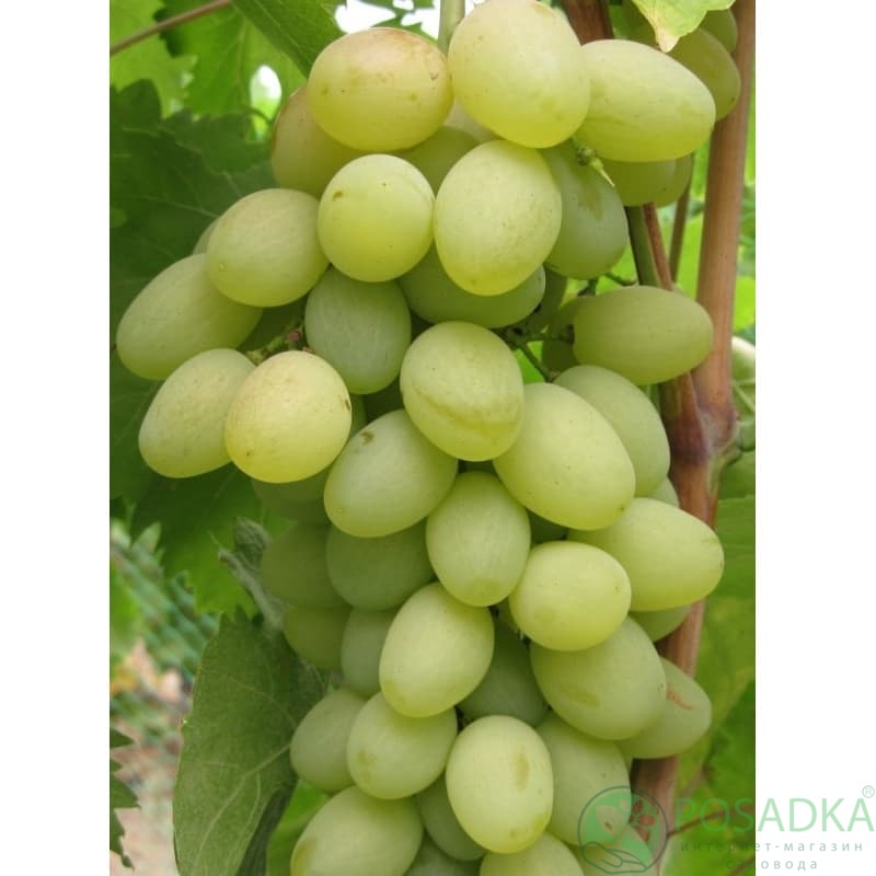 картинка Виноград Мускат Любимый 