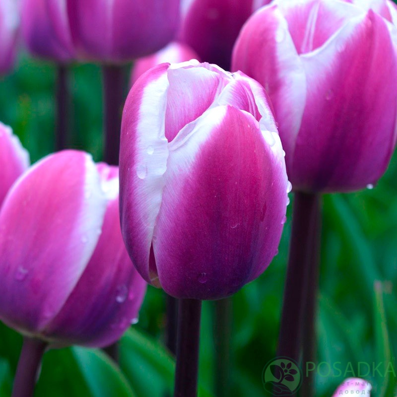 картинка Тюльпан Librje (3 шт) р9 