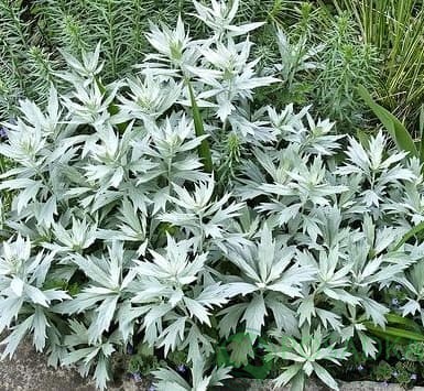 картинка Полынь Людовика Silver Queen 