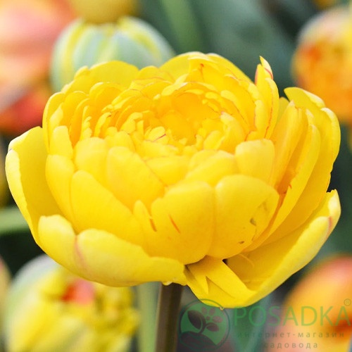 картинка Тюльпан Yellow Pompenette 