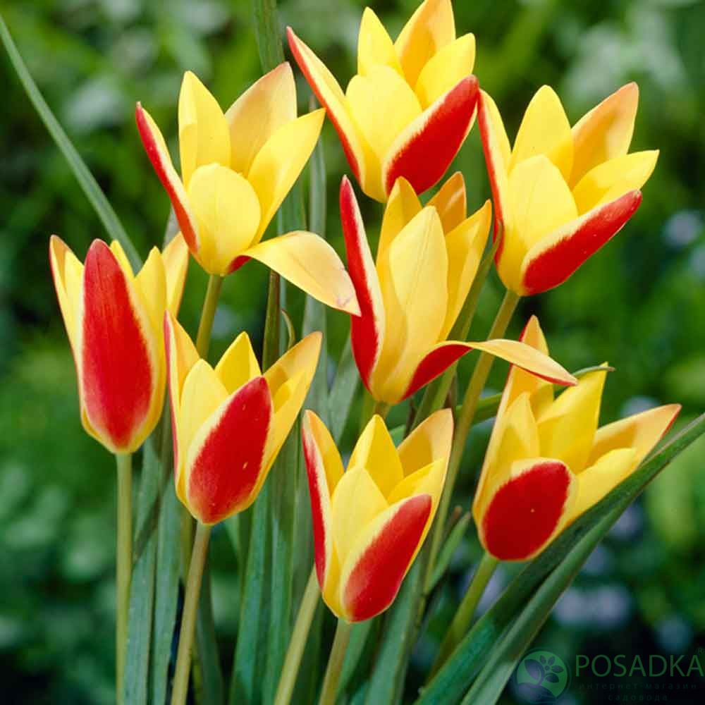 картинка Тюльпан Clusiana Chrysantha 