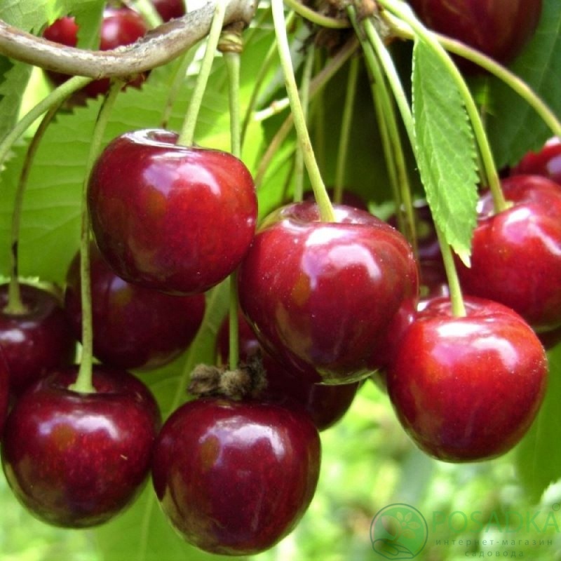 картинка Вишня Малышка 