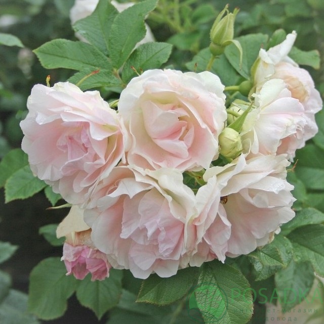 картинка Роза парковая Ритаусма С2 