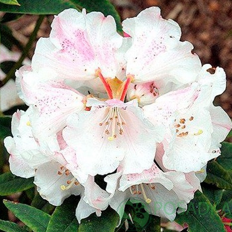 картинка Рододендрон Уильямса Gartendirektor Rieger 
