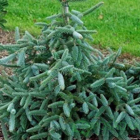 картинка Пихта испанская Келлерис (Abies pinsapo Kelleriis) 25л 