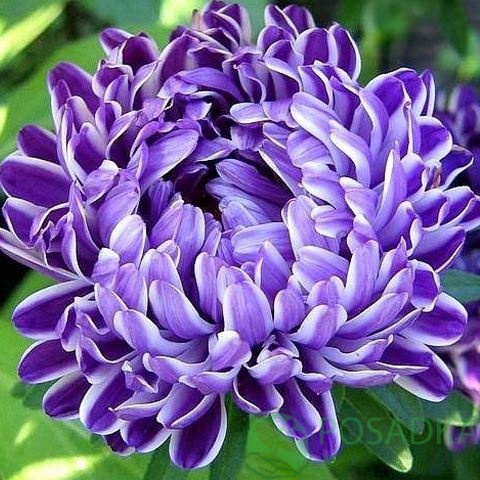 картинка Астра Пионовидна Седая Дама синяя семена 0.25 г, SeedEra 