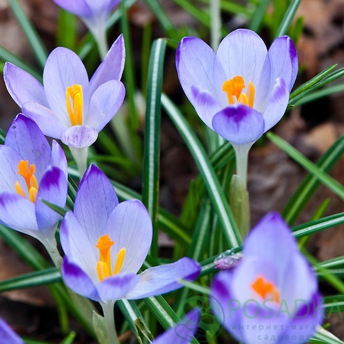 картинка Крокус Artabir (3 шт) р9  картинка Крокус Artabir (3 шт) р9